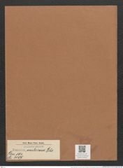 Eunotia ventricosa Ehr. (de-Toni-Nr.: Genus 104, Species 3157) Zeichnungen Sammlung Grunow Mappe 03406 (Herbarium_W_Grunow_drawings_Folder_03406)